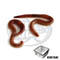 Vermi della terra (Dendrobaena veneta)