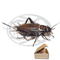 Tubo 350 Bimaculatus Adulti