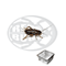 Dose Bimaculatus Small