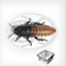 Blatte Gromphadorhina Portentosa