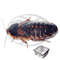 blaptica dubia adulte